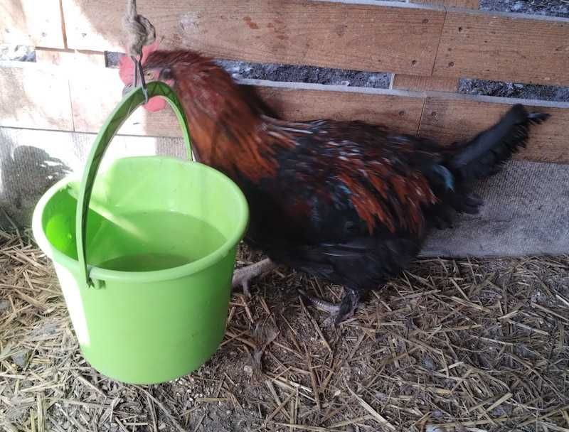 Пропонуємо півників породи маран чорномідні.