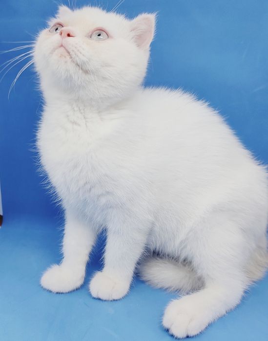 Скотиш страйт, шотландский, короткошерстный