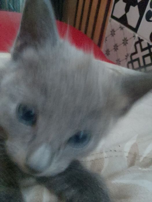 Rosyjskie niebieskie  koty