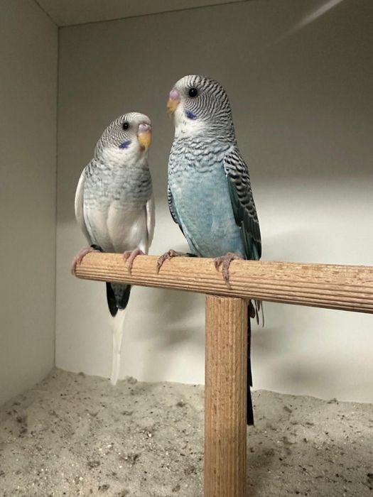 Casais de periquitos blackface