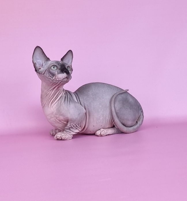 Бамбино мальчик предлагается