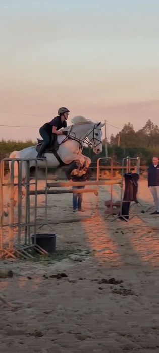 Cavalo TGE Sela Francês