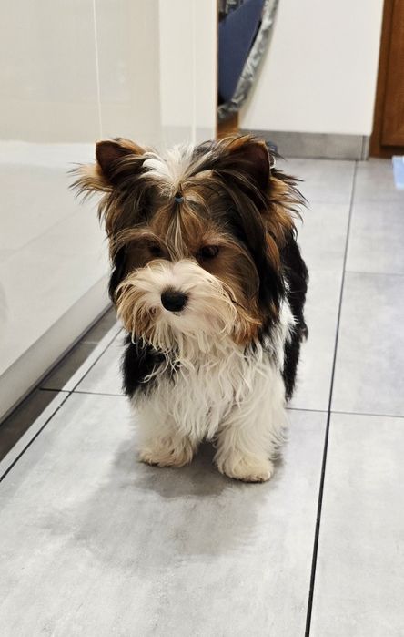 Cudowny malutki piesek 100% BIEWER York skończone 6 miesięcy