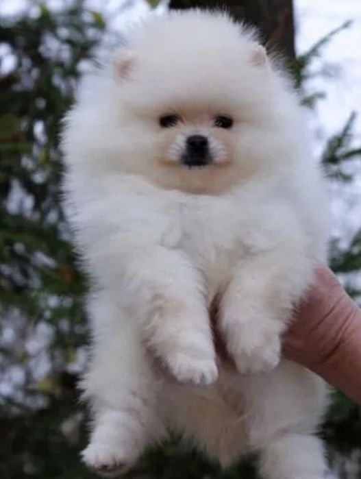 Супер крохи шпицы Доставка