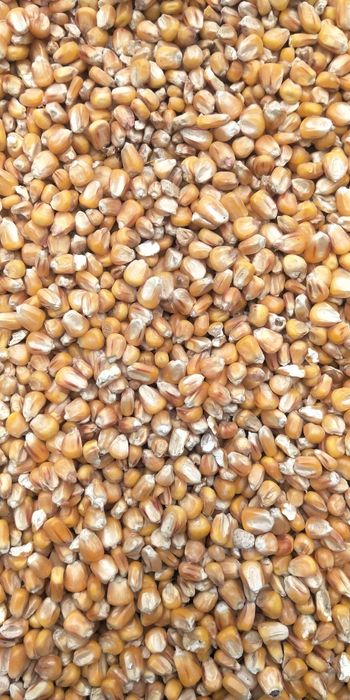 Kukurydza sucha, polska, zbiór 2025