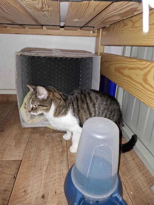 Daj LUNIE spokojny, kochający dom, w którym będzie jedynaczką