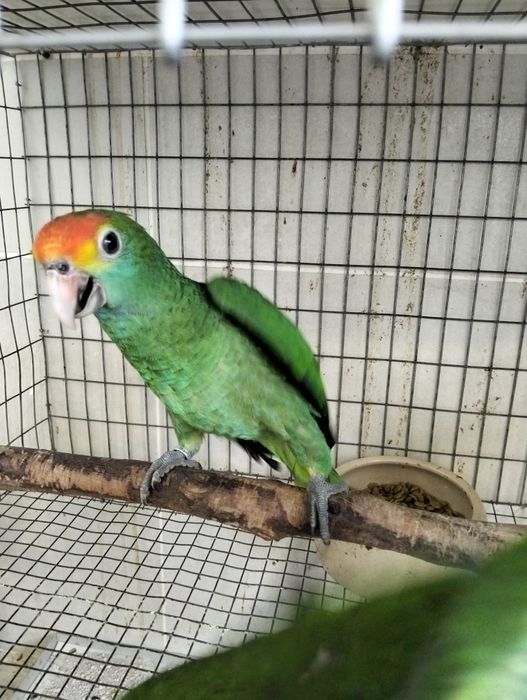 Amazonas Rodocuryta Fêmea 2026