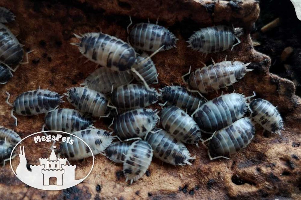 Porcellio leaves Dairy Cow Kulanki Stonogi Prosionki Ślimaki Mrówki