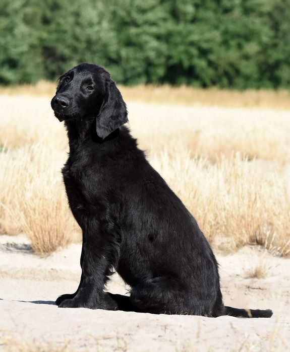 FLAT COATED RETRIEVER - czarny chłopczyk gotowy do przeprowadzki