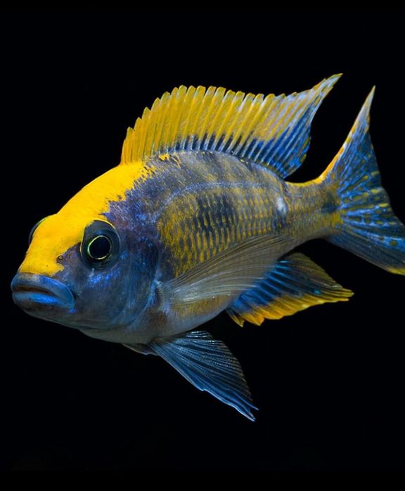 Африканські цихліди(Malawi fish)