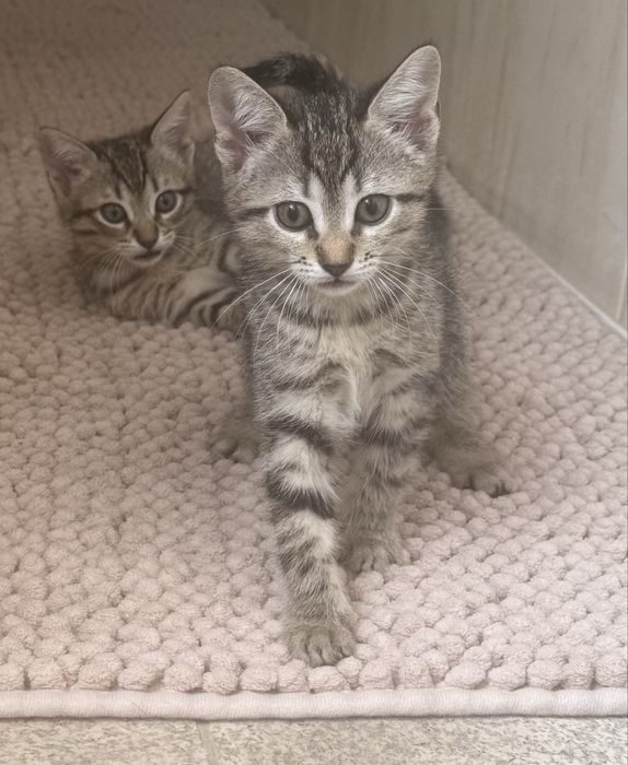 Gatinhas para adoção responsável