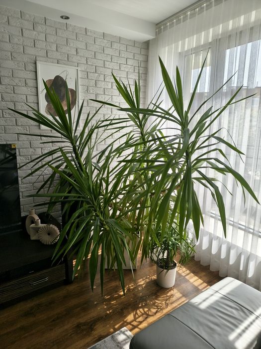 Juka (yucca)- piękna, rozłożysta, duża- Wrocław