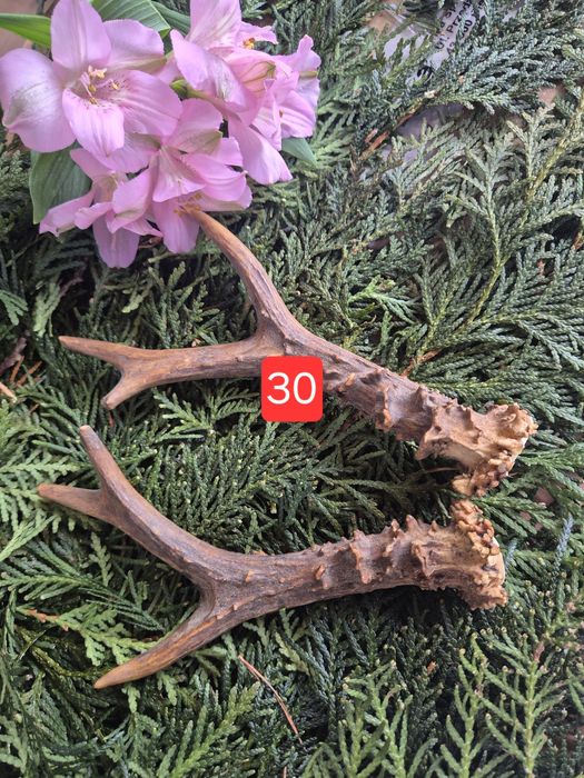 20cm DUŻA  parka poroże sarny rogi deer para rogi