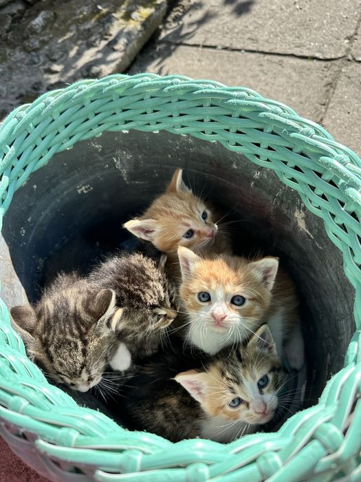 Котенята шукають домівку