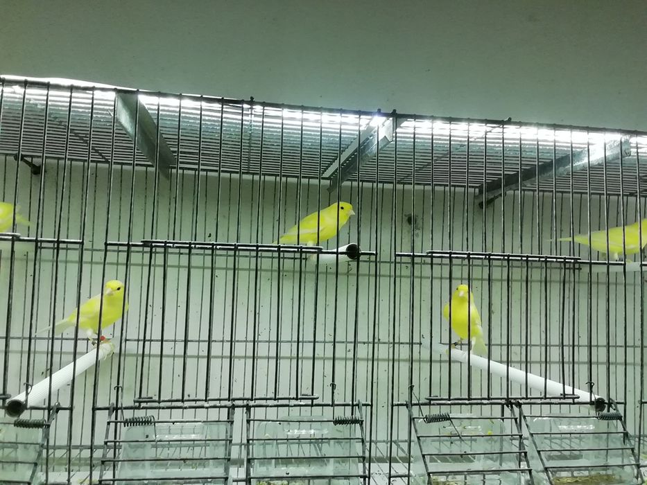 Canários várias ráças