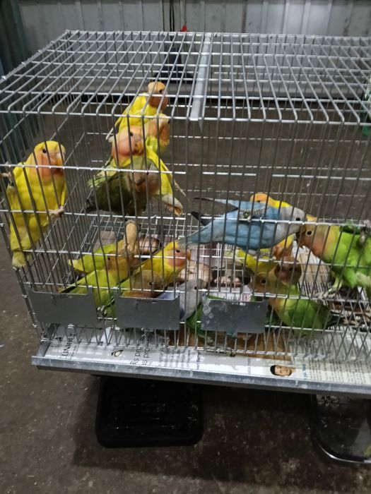 Vendo agraponis deste ano