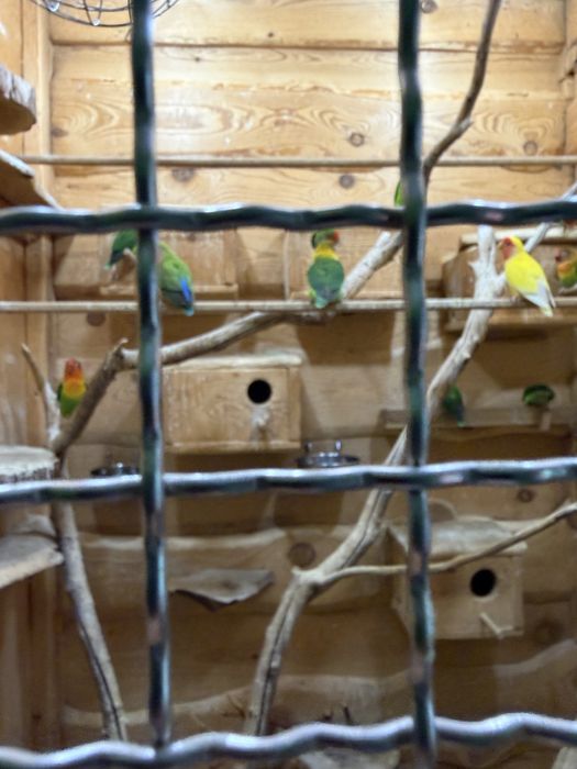 Клітки і попуги різних видів