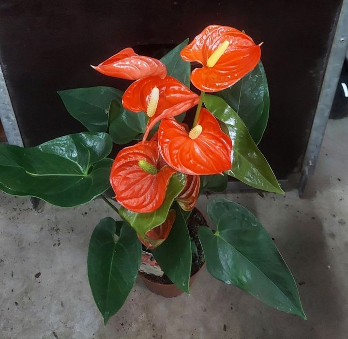 Продам вазон антуріум