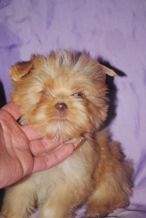 Золотистий йорк дівчинка з небесними очима