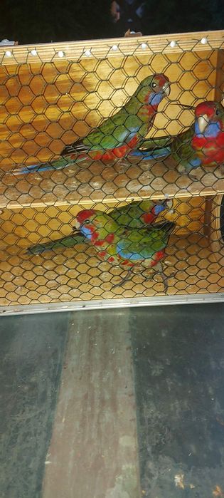 Sprzedam ptaki widziane na zdjeciu