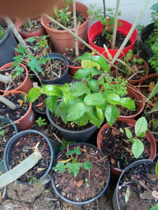 Pitangueiras em vaso