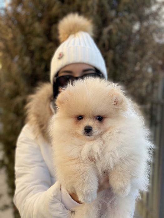 Вязка шпіц , ведмедик