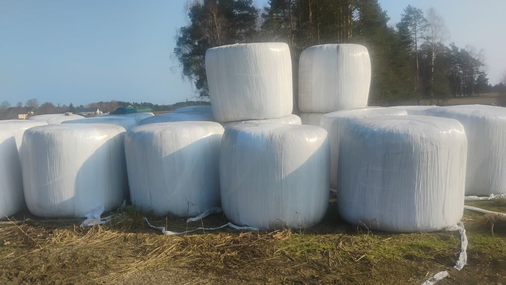 Bele sianokiszonki gmina Puńsk