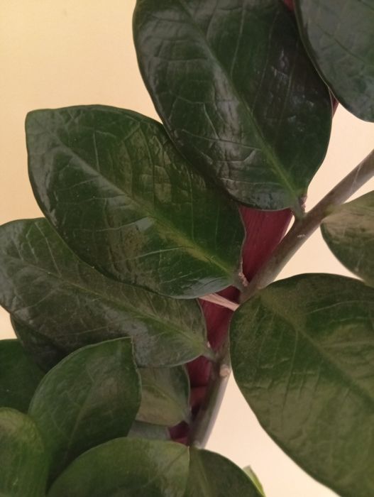 Zamiokulkas, zamia kwiat doniczkowy