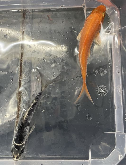 Carpa Koi  7/8cm