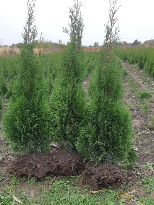 Туя,самшит- доступна ціна-є опт