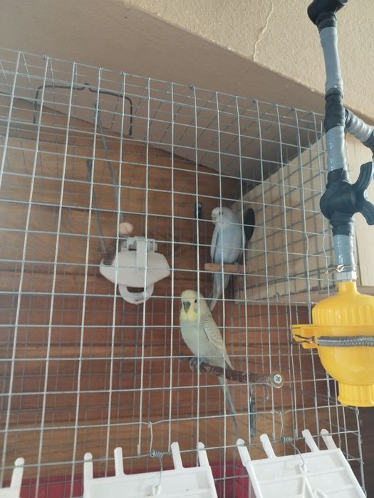 Casal de periquito australiano