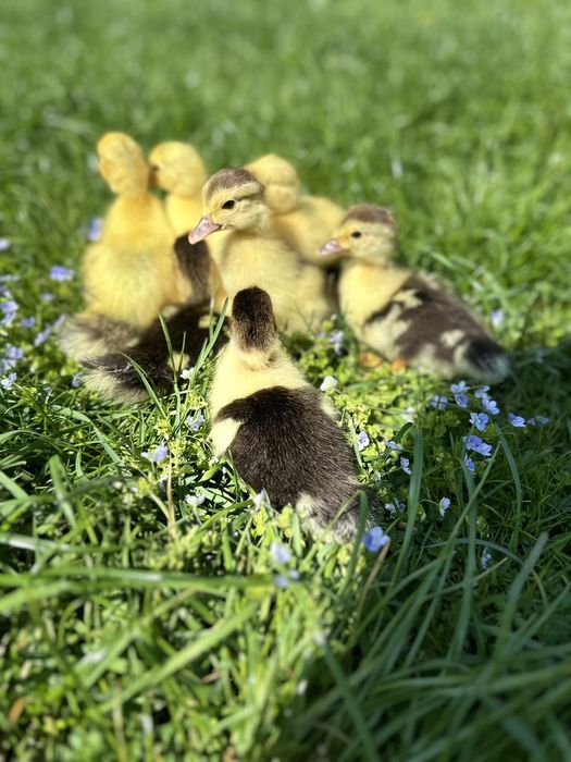 Каченята  мускусні ( індокачки )