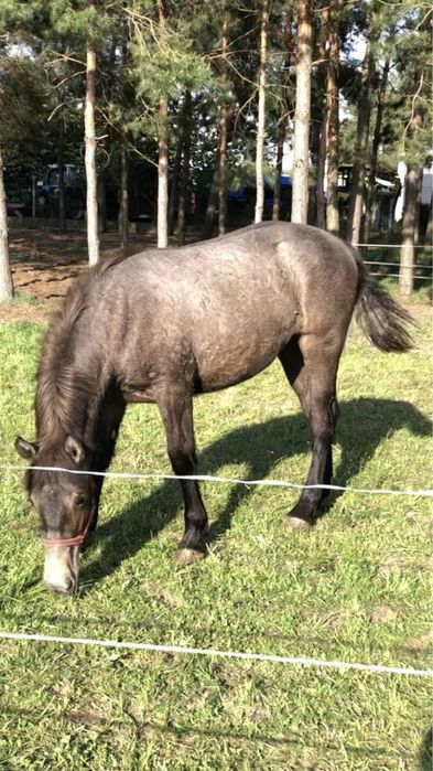 Klacz, Źrebica, Klacze PKZ zimnokrwista