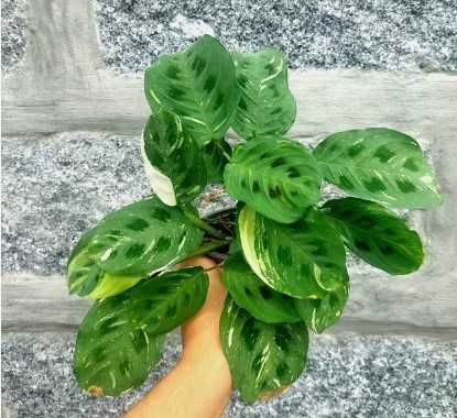Planta Maranta kerchoveana variegata