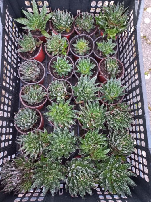 Plantas suculentas mini