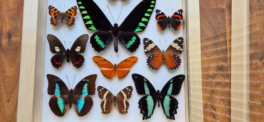 Gablotka motyle Trogonoptera Papilio Heliconius i inne na ścianę
