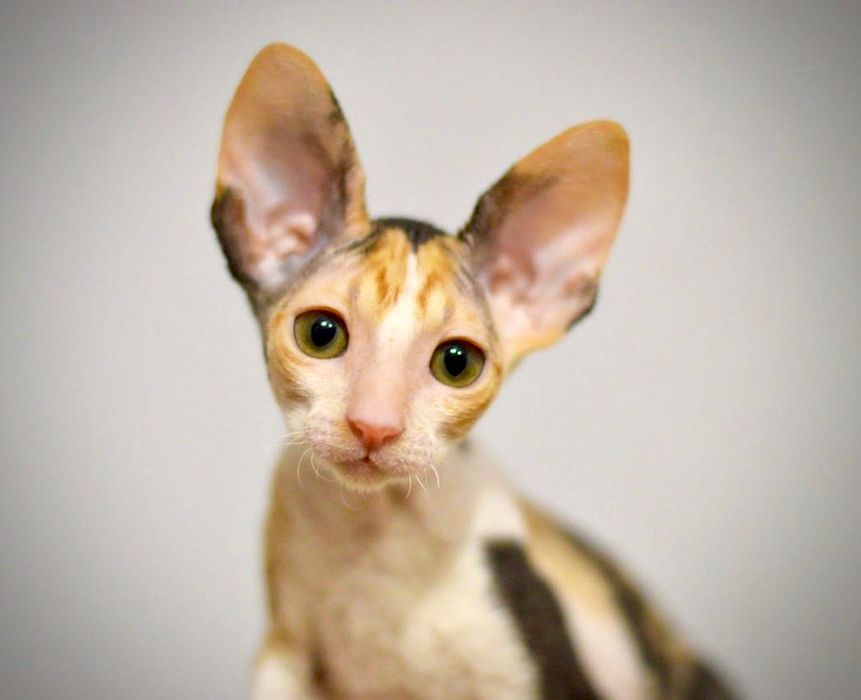 Koteczka Cornish rex