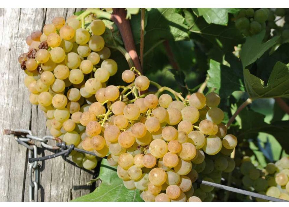 Vendo uvas brancas e tintas para vinho