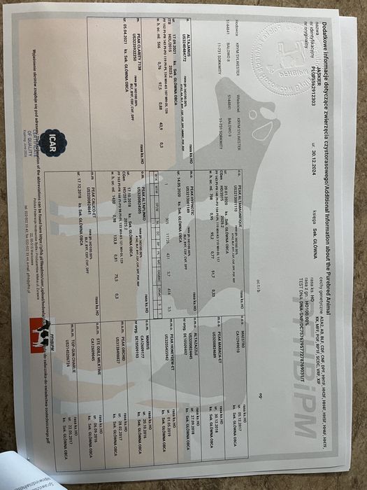 Buhaje rozpłodowe po zarodkach z USA