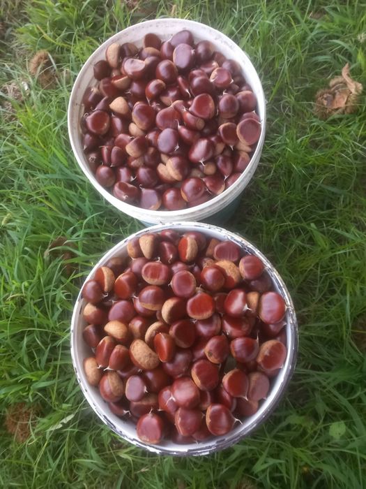 Castanhas Boas e Grandes