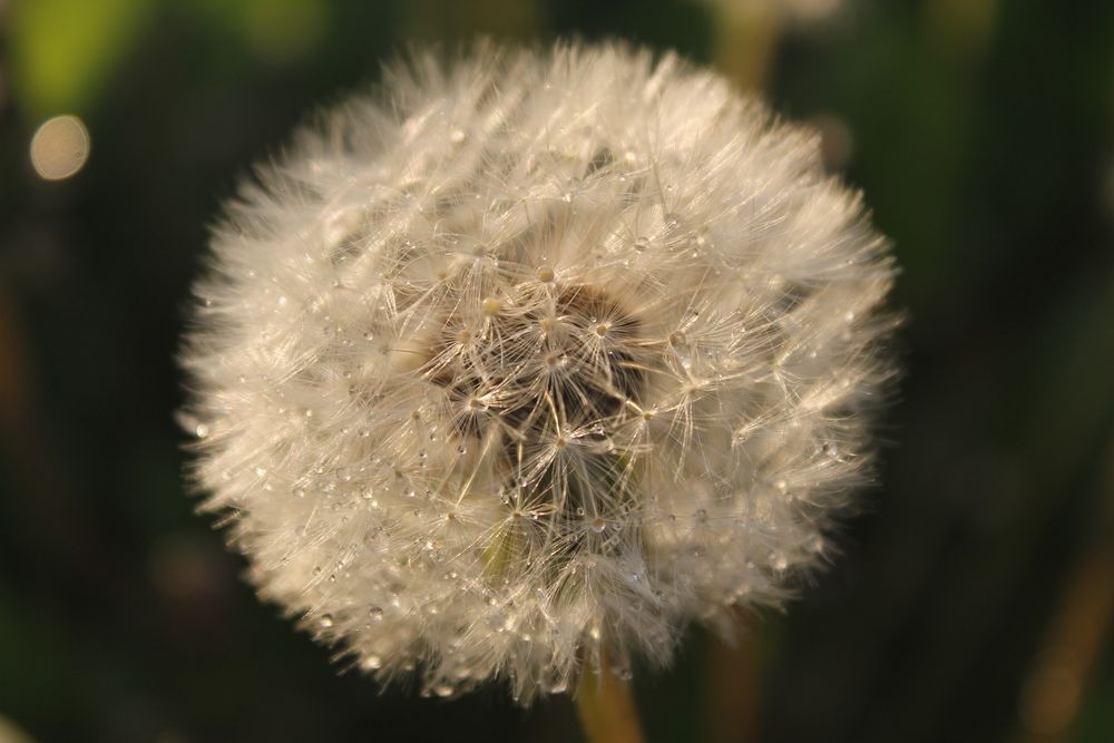 Фотоапарат Canon 1100D