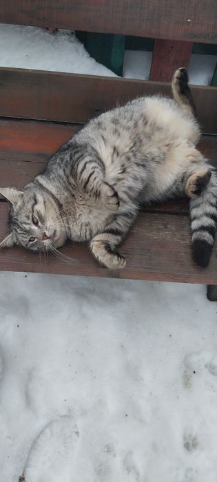 Безкоштовно котик