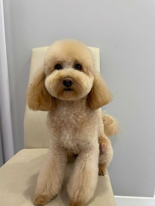 В’язка. Той-пудель, хлопчик, 3 роки — Київ, Осокорки