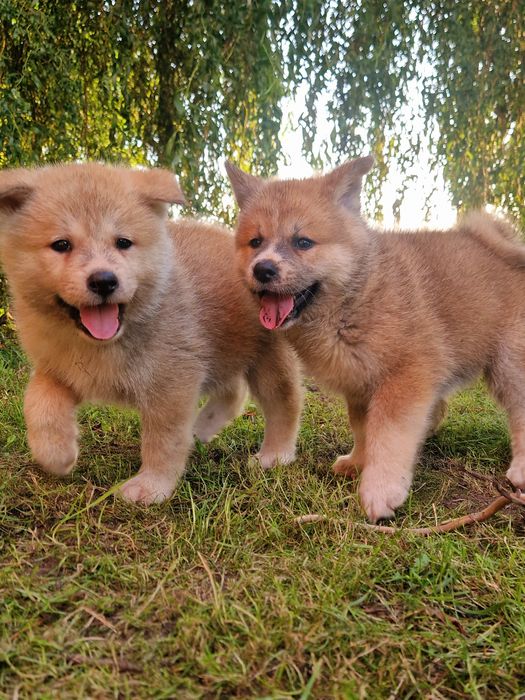 Cudowny chłopiec Akita INU