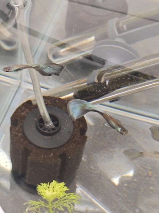 Guppies de Linhagem Disponíveis