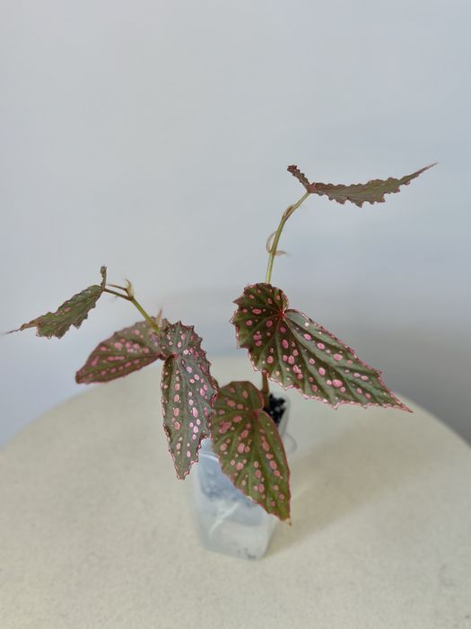 Malachosticta x Negrosensis #1