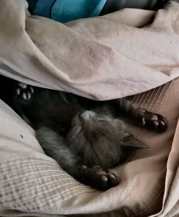 Отдаем котят в хорошие руки / віддаем кошенят в гарні руки