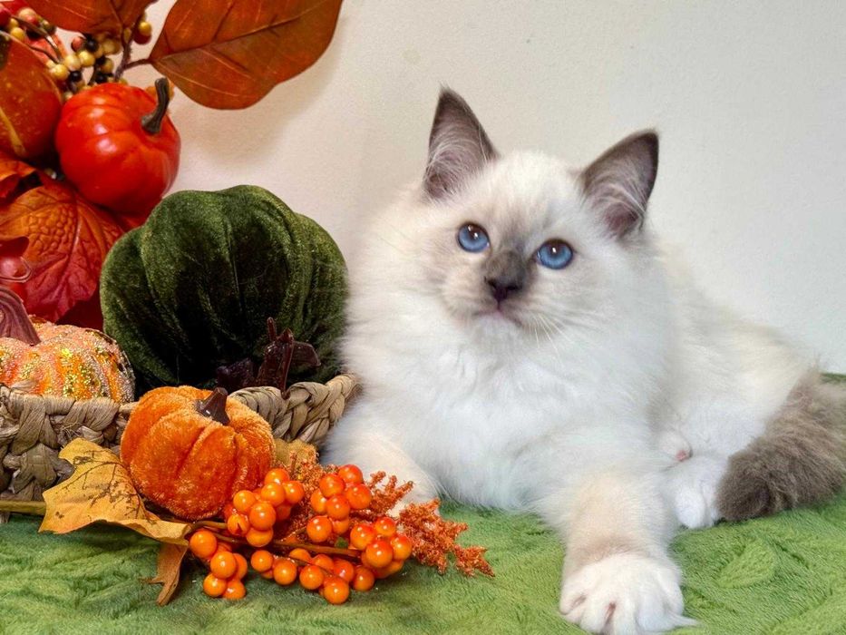 Ragdoll śliczny kocurek do odbioru
