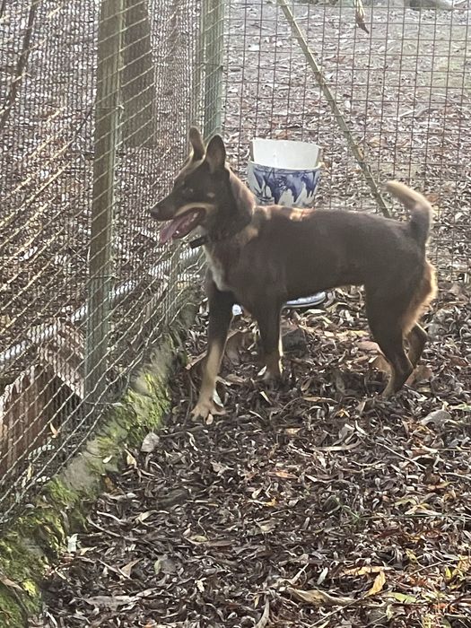 Cadela caça cor de chocolate -DÁ-SE