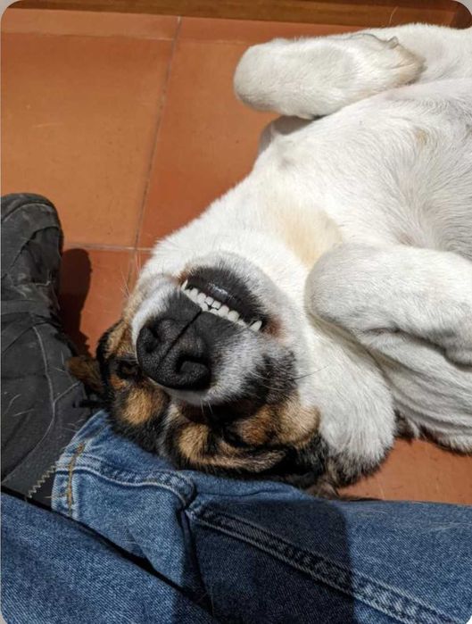 Cão super carinhoso para adoção
